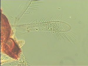 obsoleta Htype 2.jpg