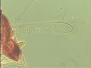 obsoleta Htype 3.jpg