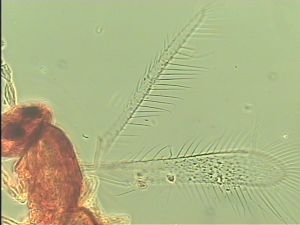 obsoleta Htype 4.jpg