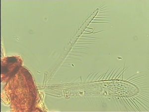 obsoleta Htype 5.jpg