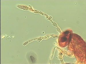 obsoleta Htype 6.jpg