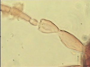 obsoleta Htype 7.jpg