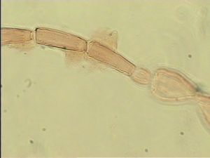 obsoleta Htype 8.jpg