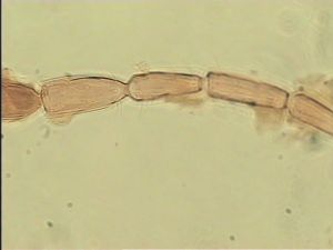 obsoleta Htype 9.jpg