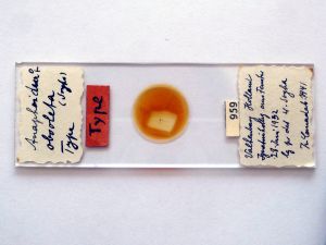 obsoleta Htype s.JPG