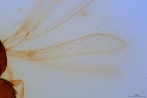 pellucens 'Type' 0-1.jpg