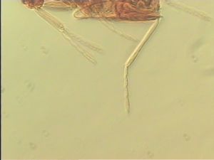 pellucens 'Type' 10.jpg