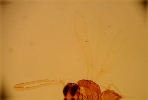 pellucens 'Type' 11.jpg