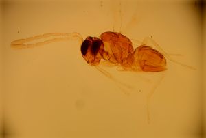 pellucens 'Type' 12.jpg