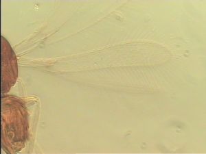 pellucens 'Type' 2.jpg