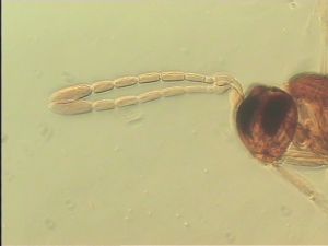 pellucens 'Type' 3.jpg