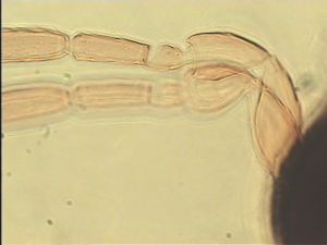 pellucens 'Type' 4.jpg