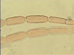 pellucens 'Type' 5.jpg