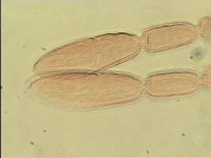 pellucens 'Type' 7.jpg