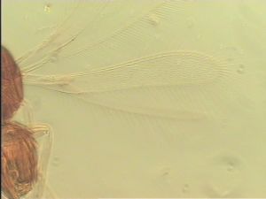 pellucens 'Type' 8.jpg