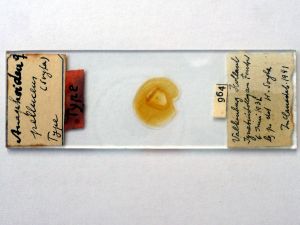 pellucens 'Type' s.JPG