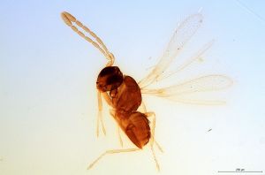 pellucens Soyka 'Type' 0.jpg