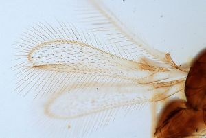 silesica Htype 0-1-1.jpg