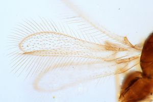 silesica Htype 0-1.jpg