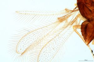 silesica Htype 0-2.jpg