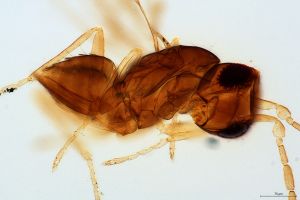 silesica Htype 0-5.jpg