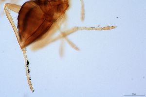 silesica Htype 0-6.jpg