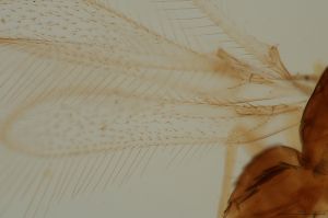 silesica Htype 0-8.png