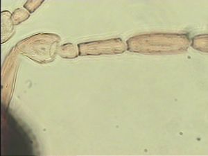 silesica Htype 10.jpg