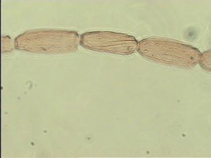 silesica Htype 12.jpg