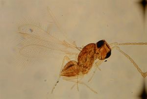 silesica Htype 16.jpg