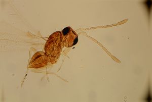 silesica Htype 17.jpg