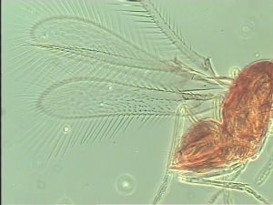 silesica Htype 2.jpg