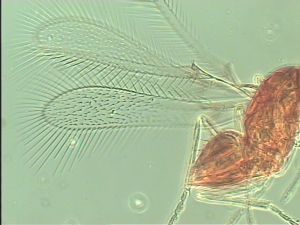 silesica Htype 3.jpg