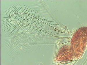 silesica Htype 4.jpg