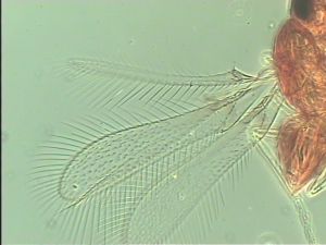 silesica Htype 7.jpg