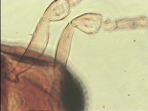 silesica Htype 9.jpg