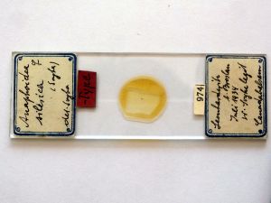 silesica Htype s.JPG