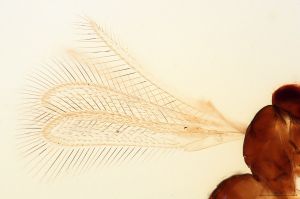 similis Htype 0-1.jpg