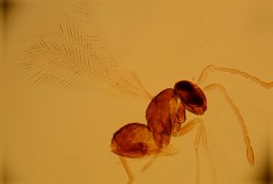 similis Htype 12.jpg