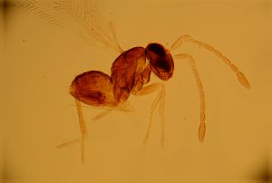 similis Htype 13.jpg