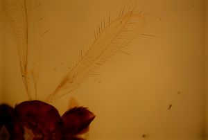 vulgaris Htype 1.jpg