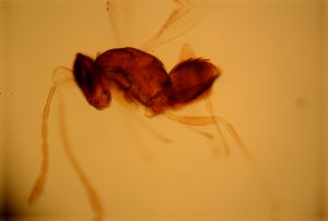 vulgaris Htype 3.jpg