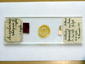 vulgaris Htype s.JPG