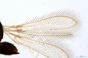 wratislawensis Htype 0-1.jpg