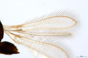 wratislawensis Htype 0-2.jpg