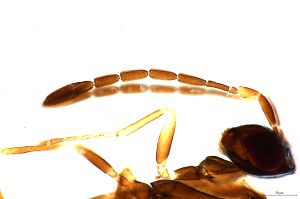 wratislawensis Htype 0-3.jpg