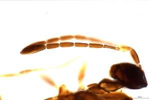 wratislawensis Htype 0-4.jpg