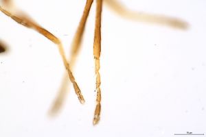 wratislawensis Htype 0-5.jpg