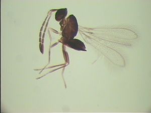 wratislawensis Htype 1.jpg