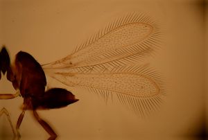 wratislawensis Htype 2.jpg